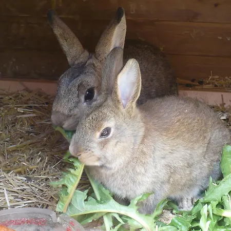 アパート Haus Oberstocker